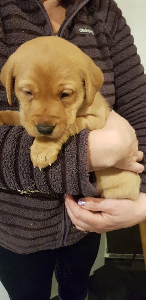 kc registered labradors for sale